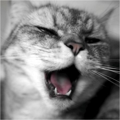 SublimeTextForum profile picture for @whee